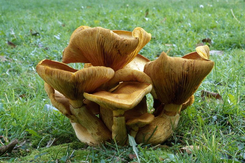 Gymnopilus ventricosus